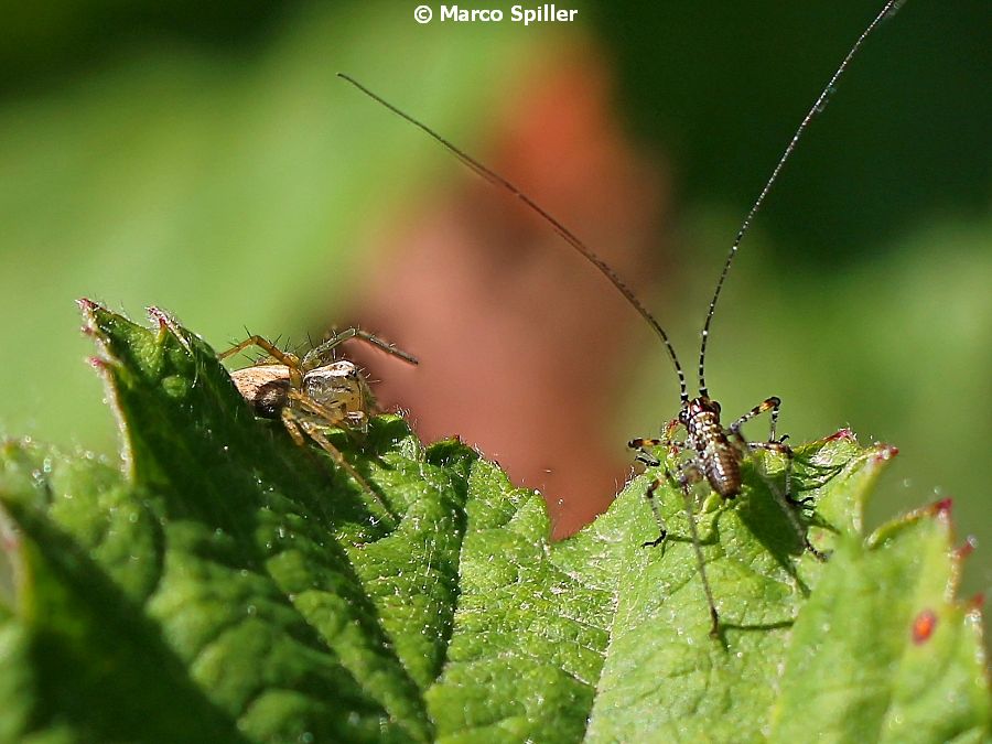 Oxyopes in puntamento su preda